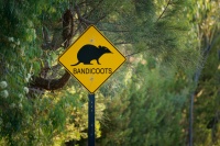 Australia - traffic sign bandicoot o0010